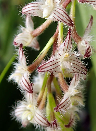 Bulbophyllum lindleyanum