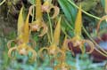 Bulbophyllum lobbii