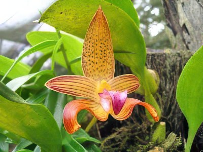 Bulbophyllum lobbii