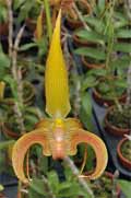 Bulbophyllum lobbii