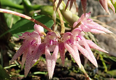 Bulbophyllum longiflorum