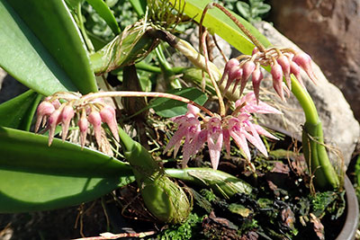 Bulbophyllum longiflorum
