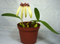 Bulbophyllum longifolium