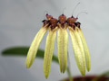 Bulbophyllum longifolium