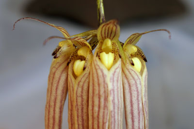 Bulbophyllum longissimum