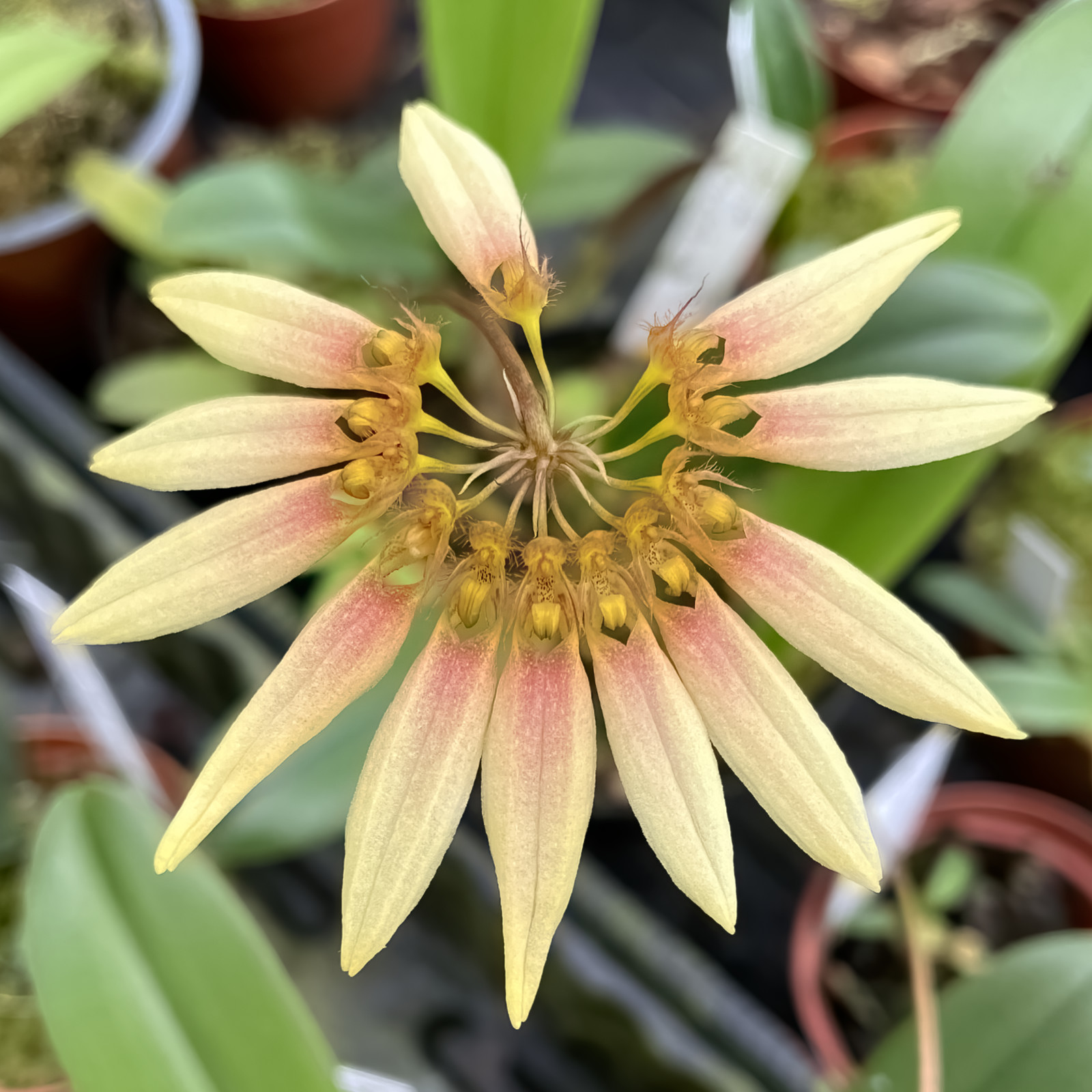 Bulbophyllum makoyanum