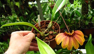 Bulbophyllum mastersianum