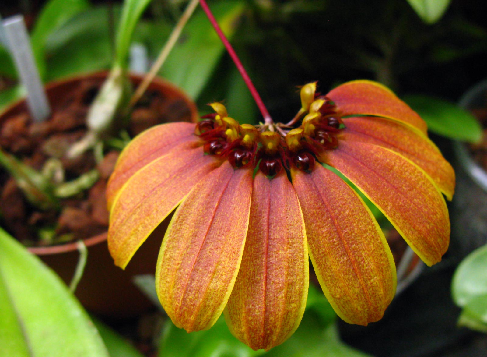 Bulbophyllum mastersianum