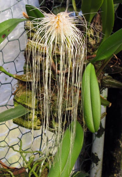 Bulbophyllum medusae