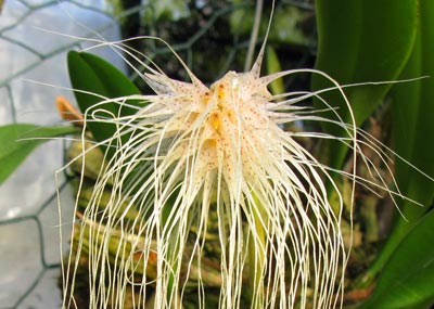 Bulbophyllum medusae