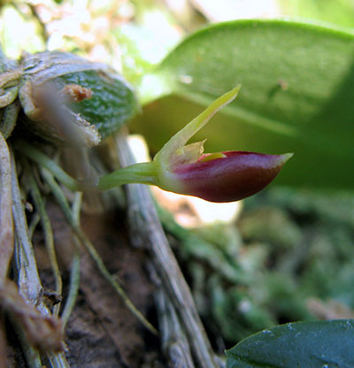 Bulbophyllum membranaceum