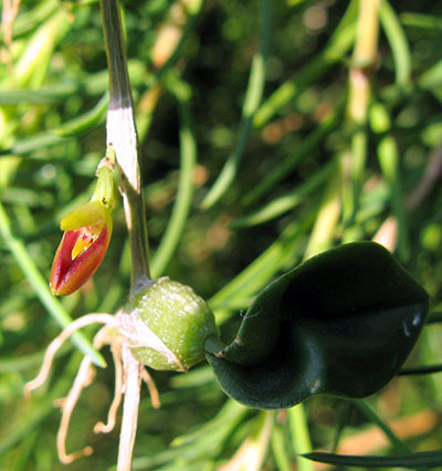Bulbophyllum membranaceum