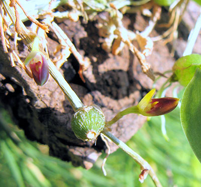 Bulbophyllum membranaceum