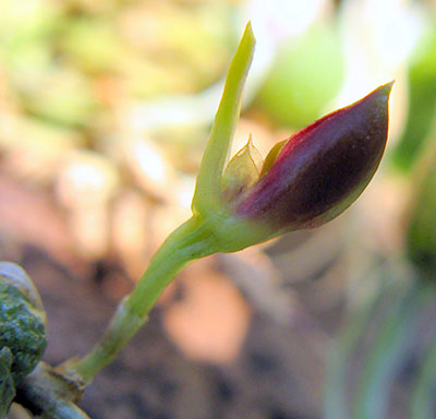 Bulbophyllum membranaceum