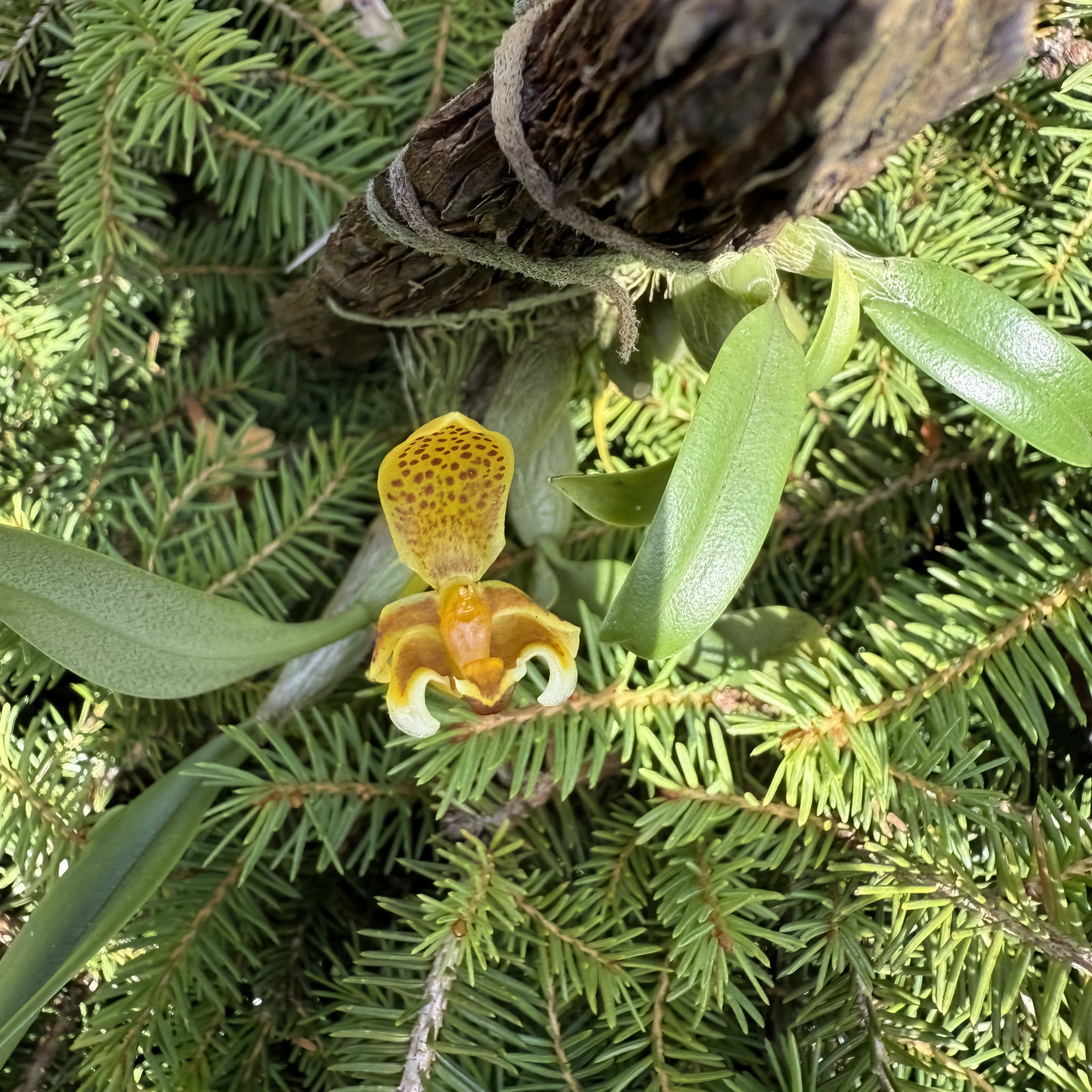 Bulbophyllum monanthum