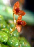 Bulbophyllum monoliforme