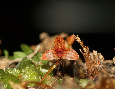 Bulbophyllum monoliforme