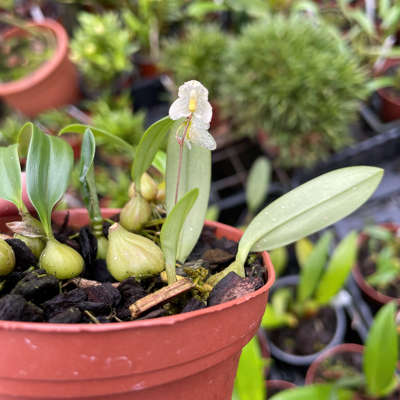 Bulbophyllum newportii