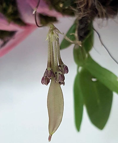 Bulbophyllum physometrum