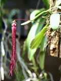 Bulbophyllum plumatum