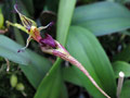 Bulbophyllum putidum