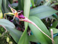 Bulbophyllum putidum