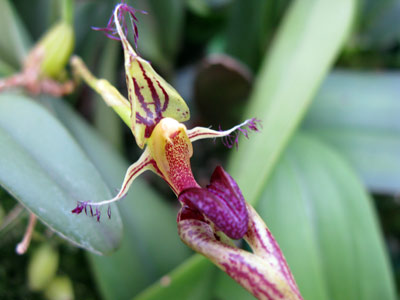 Bulbophyllum putidum