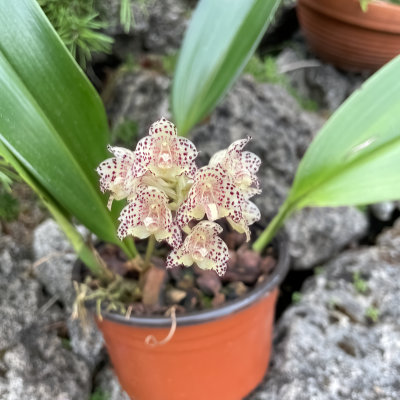 Bulbophyllum refractilingue