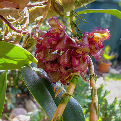 Bulbophyllum sigaldiae