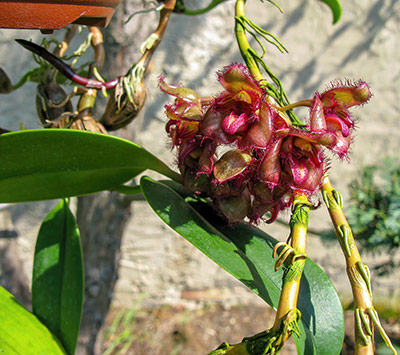 Bulbophyllum sigaldiae