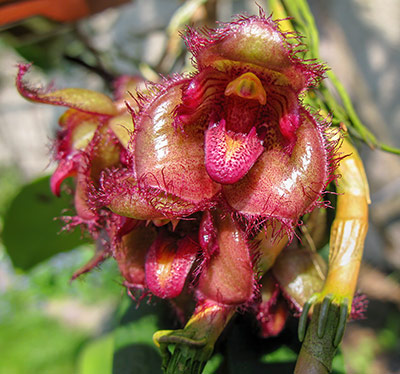 Bulbophyllum sigaldiae