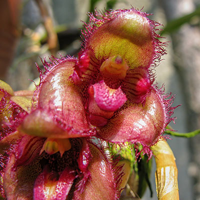 Bulbophyllum sigaldiae