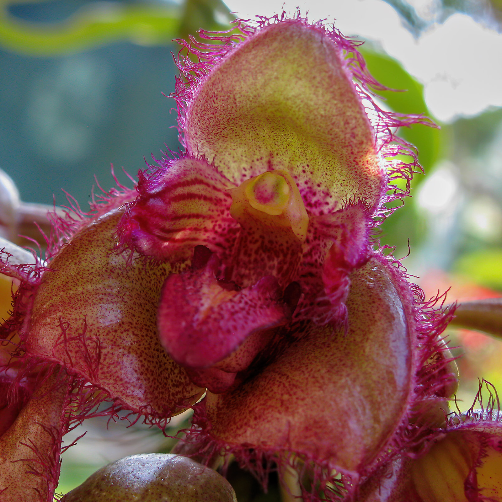 Bulbophyllum sigaldiae