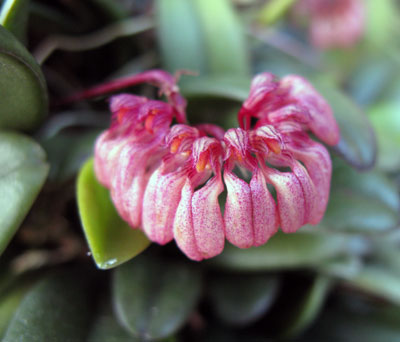 Bulbophyllum sikkimense