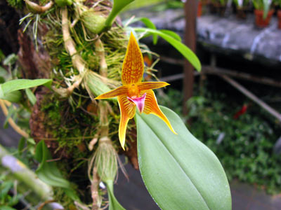 Bulbophyllum smitinandii