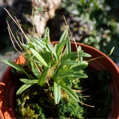 Bulbophyllum tentaculiferum