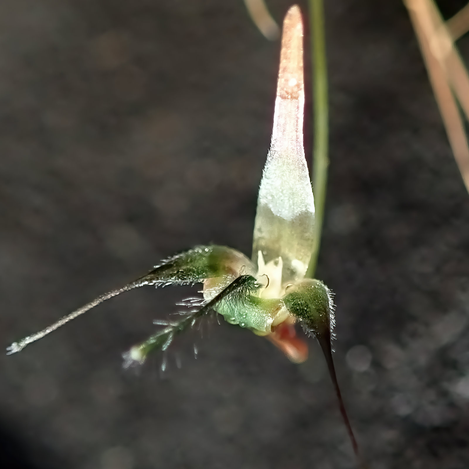 Bulbophyllum tentaculiferum