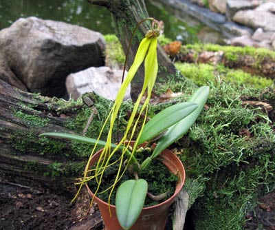 Bulbophyllum thiurum