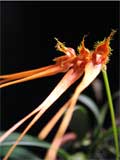 Bulbophyllum tingabarinum