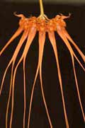Bulbophyllum tingabarinum