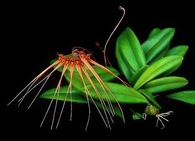 Bulbophyllum tingabarinum