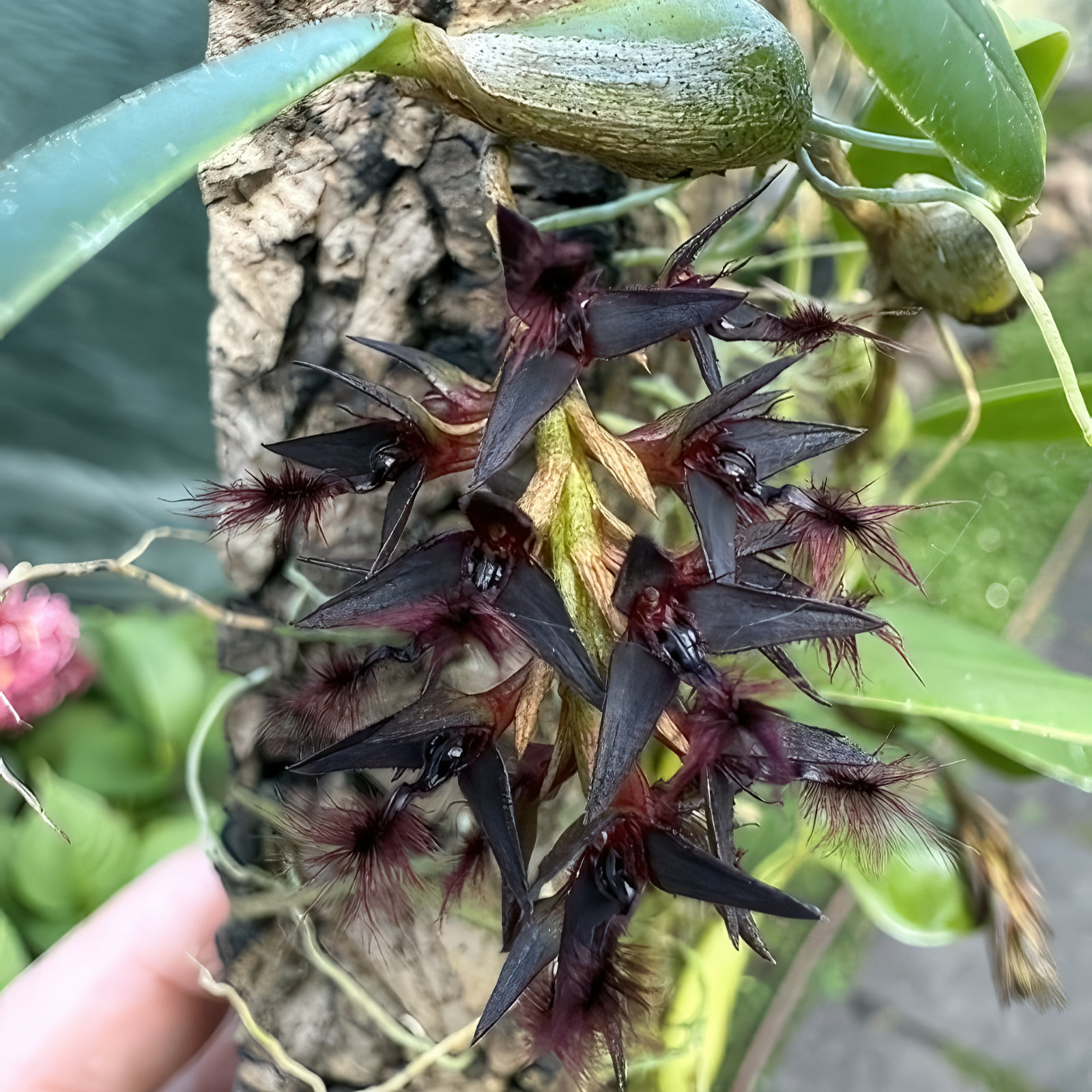 Bulbophyllum tremulum