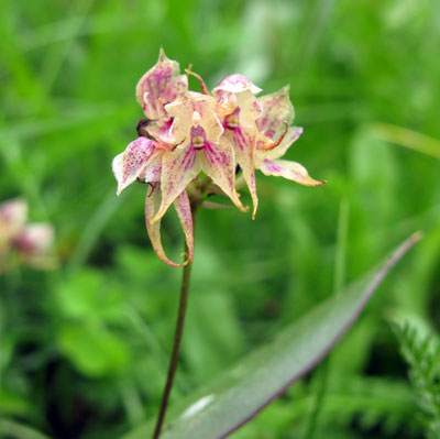 Bulbophyllum psychoon