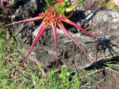 Bulbophyllum wendlandianum