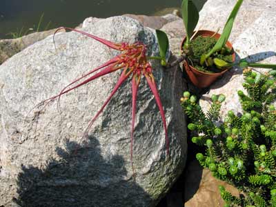 Bulbophyllum wendlandianum