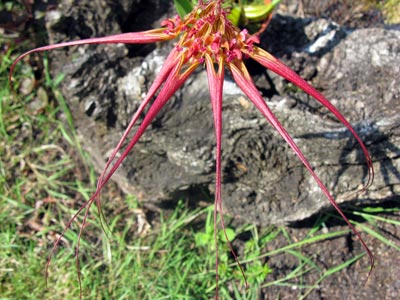 Bulbophyllum wendlandianum