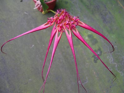 Bulbophyllum wendlandianum