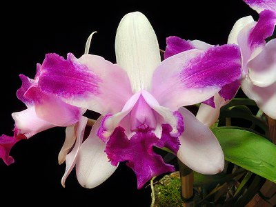 Cattleya intermedia aquinii