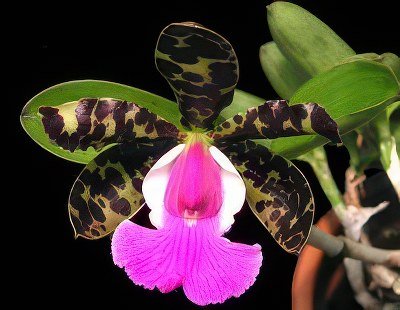 Cattleya aclandiae