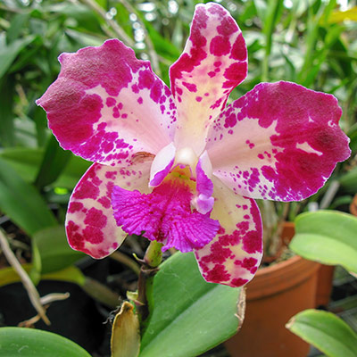 Cattleya amethystoglossa Jaguar x selbst